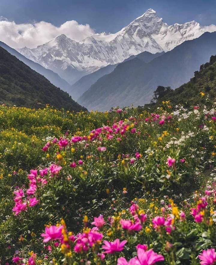 A breathtaking Himalayan valley blooming with vibrant alpine flowers beneath towering snow-capped peaks, showcasing the untouched natural beauty of Uttarakhand’s mountain landscapes.
